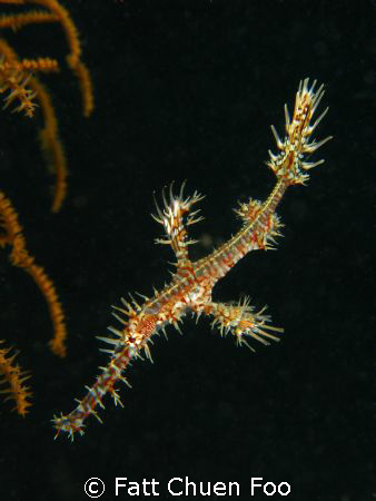 Ornate Ghostpipefish, Manado, N Sulawesi by Fatt Chuen Foo 