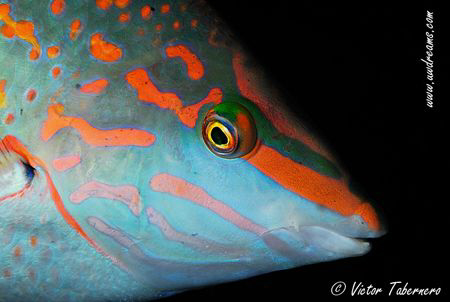Checkerdboard Wrasse by Victor Tabernero 
