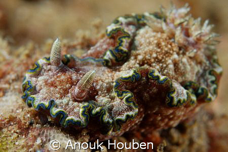 Chromodoris cincta. Picture taken on the second reef off ... by Anouk Houben 