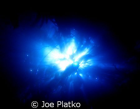 this was shot at monastery beach looking up through the k... by Joe Platko 