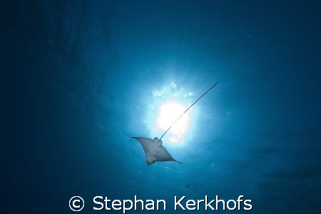Spotted Eagle Ray (Aetobatus narinari) taken in Na'ama Ba... by Stephan Kerkhofs 