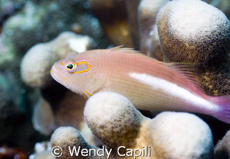 Hawkfish at ulong Channel, Palau Nikon D80 + NIkon 60mm +... by Wendy Capili 