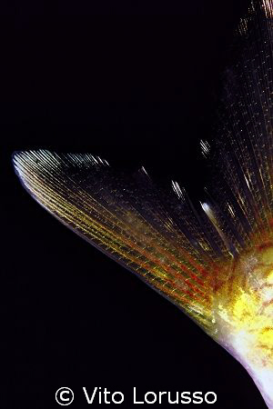 Fishs - Oblada melanura (detail) by Vito Lorusso 