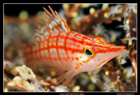 Long Nose Hawkfish at Kapalai House Reef, Borneo, Malaysi... by Kay Burn Lim 