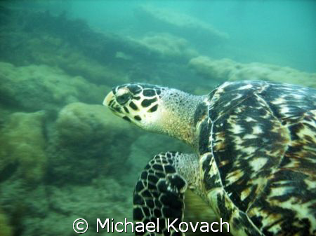 Turtle on the Inside Reef at Lauderdale by the Sea by Michael Kovach 