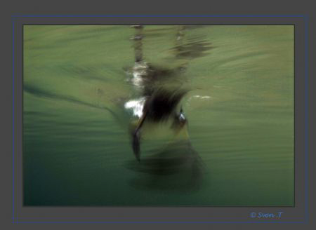 Hurry up!
Eurasian Coot by Sven Tramaux 