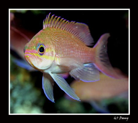 Pink Anthias taken in l'Estartit by Daniel Strub 