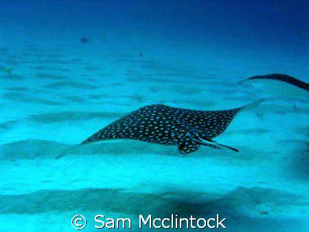Catchin' Some Rays by Sam Mcclintock 