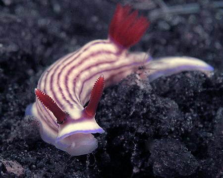 Hypselodoris whitei, Lembeh by Doug Anderson 