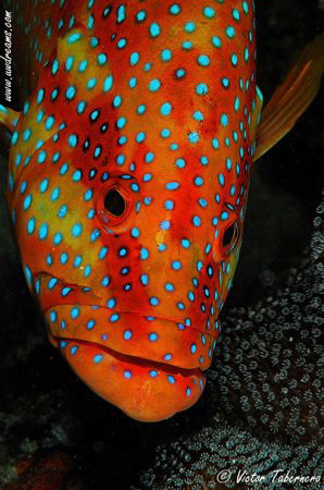 Coral Grouper Portrait by Victor Tabernero 
