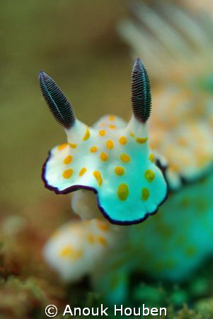 Risbecia pulchella. Picture taken on the second reef off ... by Anouk Houben 