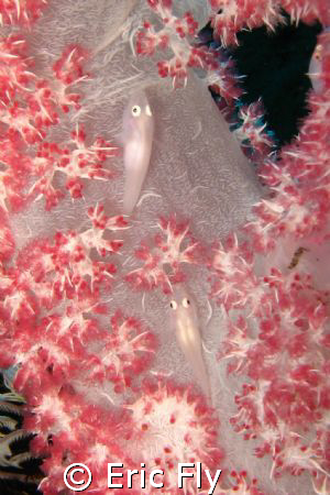 Soft coral gobies, Tulamben. by Eric Fly 