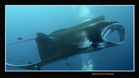 Manta. by Bea & Stef Primatesta 