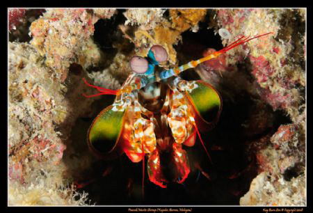 Peacock Mantis Shrimp at Kapalai House Reef, Malaysia. 
... by Kay Burn Lim 