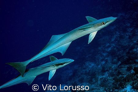 Fishs - Echeneis naucrates by Vito Lorusso 