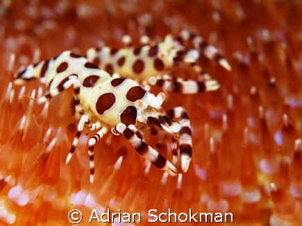 Some great macro from Bali. Taken with Olympus E-330 + 50... by Adrian Schokman 