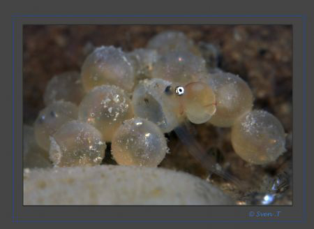 Welcome!
Hatching of European bullhead (Cottus gobio). 
... by Sven Tramaux 