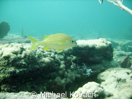 French Grunt on the Inside Reef at Lauderdale by the Sea by Michael Kovach 