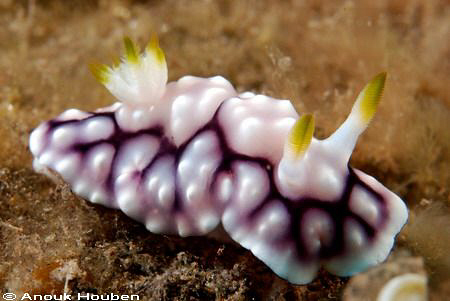 Chromodoris geometrica. Picture taken at the drop-off in ... by Anouk Houben 