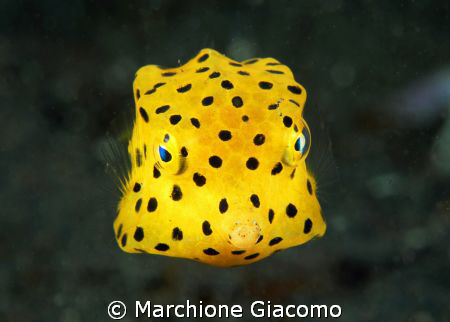 Yellow box
Nikon D200, 60 micro,twin strobo
Lembeh stra... by Marchione Giacomo 
