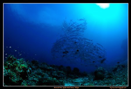 Small Barracuda Vortex at Sipadan's Barracuda Point

D3... by Kay Burn Lim 