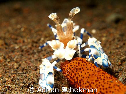 Harlequin Shrimp Having Lunch. Taken at a Dive site calle... by Adrian Schokman 