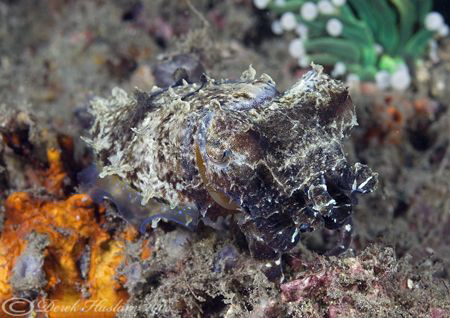 Cuttlefish. Lembeh straits. D200, 60mm. by Derek Haslam 