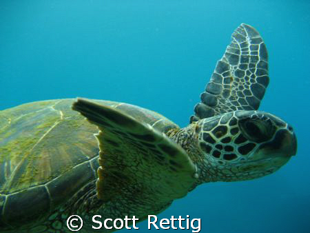 Honu      Mala Pier, Maui by Scott Rettig 