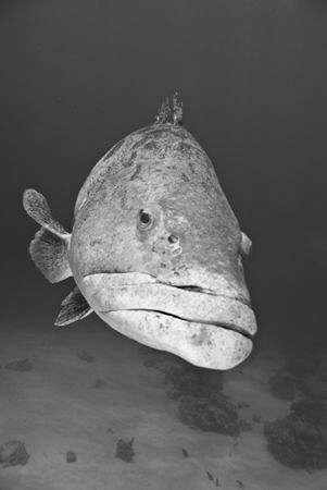 A giant potato cod spotted off the reef edge near lizard ... by Cal Mero 