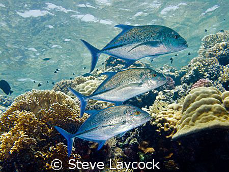 3 reasons not to put the camera away before getting in to... by Steve Laycock 