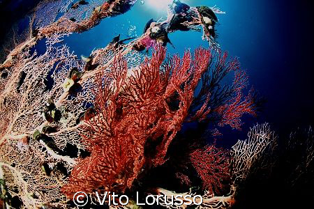 Corals - Dendronephthya Sp. by Vito Lorusso 