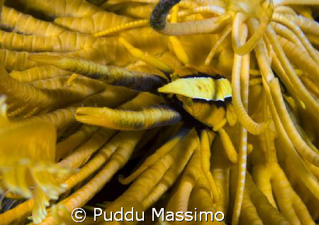 nikon d2x 60mm macro,manado by Puddu Massimo 