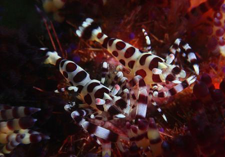 Pair of coleman shrimp on fire urchin. I found out why th... by John M Akar 