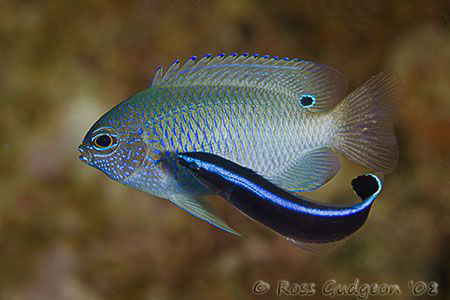 Even little fish get dirty.  A damsel fish getting a good... by Ross Gudgeon 