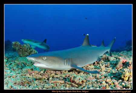 White tip reef shark. Took me a good 5 minutes to stalk t... by Kay Burn Lim 