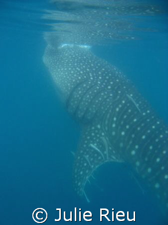 Whale shark, Mafia Island by Julie Rieu 