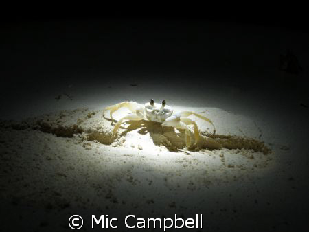 There was no editing to this photo what so ever. While co... by Mic Campbell 