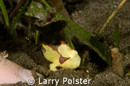 Smallest painted frog I've ever seen, note finger nail in... by Larry Polster 