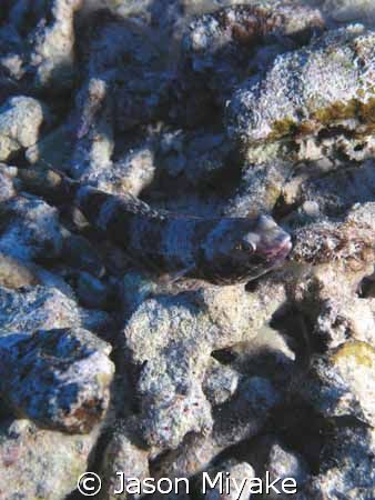 Lizard Fish in Molikini Crater, Maui Hawaii.  Taken with ... by Jason Miyake 