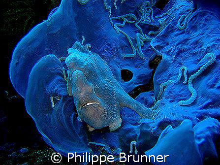 Jolie ambiance avec ce poisson grenouille à Apo Island by Philippe Brunner 