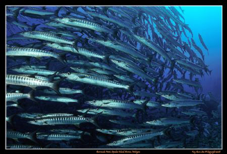 Barracuda School at Sipadan,
D300, Tokina 10-17 Fisheye,... by Kay Burn Lim 