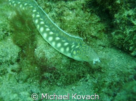 Sharptailed eel on the first reef line off the beach at L... by Michael Kovach 