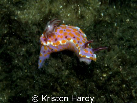 nudi at Bare Island, Sydney. by Kristen Hardy 