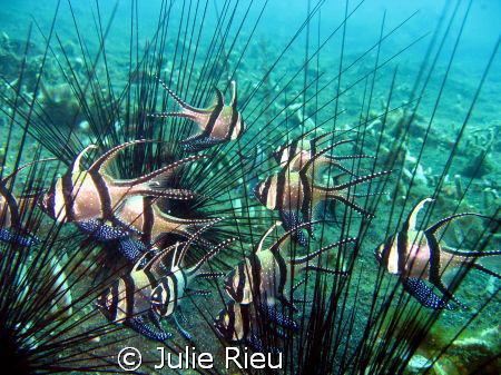 Cardinals sheltering amongst sea urchins, Lembeh Strait, ... by Julie Rieu 