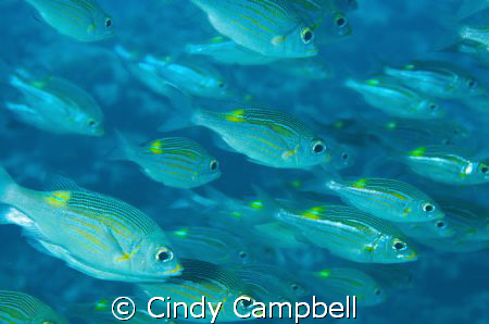 Out looking for shark close ups, ran into this school of ... by Cindy Campbell 