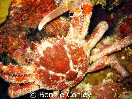 Hairy Clinging Crab seen during night dive on August 2008... by Bonnie Conley 