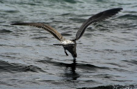Lunch time for some is more difficult! Canon 350D by Andrew Macleod 