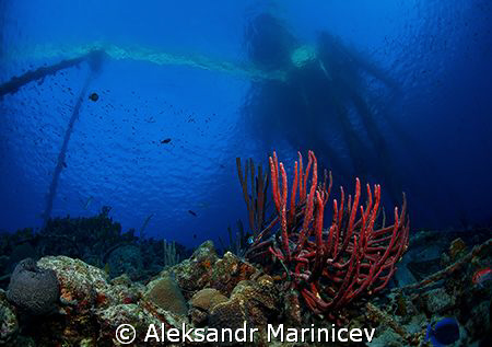 Under Cargill Salt Company pier, Bonaire Island by Aleksandr Marinicev 