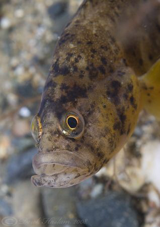 Butterfish. North Wales. D200, 60mm. by Derek Haslam 