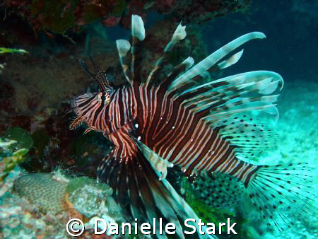 you're not supposed to be here!  lionfish in the Bahamas. by Danielle Stark 